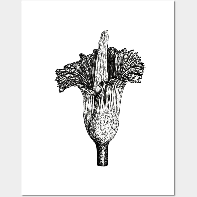 Corpse flower (Amorphophallus titanum) Wall Art by Bioshart